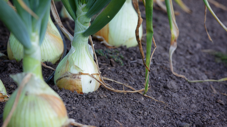Onions in soil 