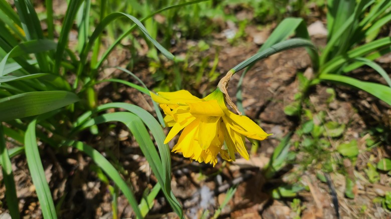 Drooping daffodil flower