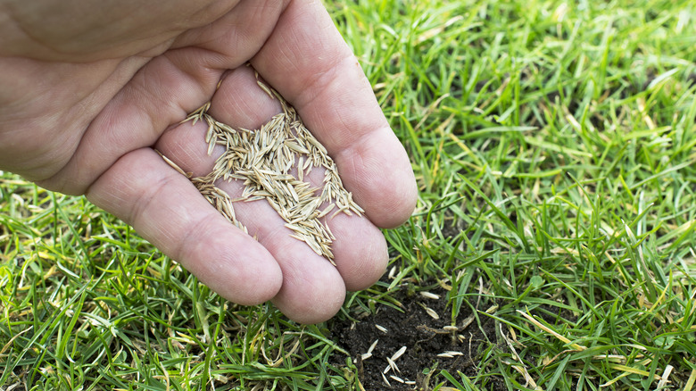 person holding grass seeds