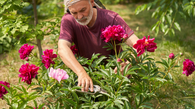 A man cuts large stemmed peony blossoms in a garden.