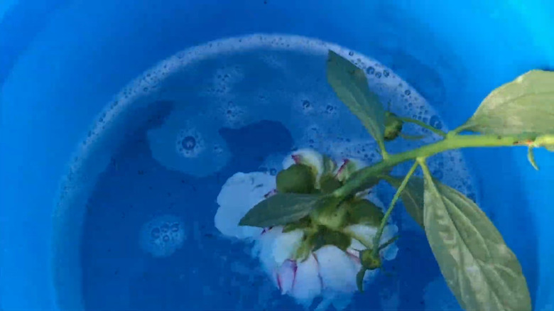 A peony blossom being dunked in soapy water to get rid of ants