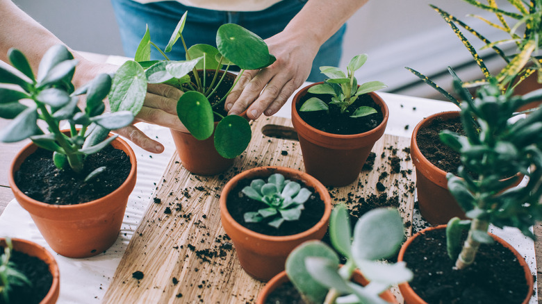 Person repotting a variety of succulent plants