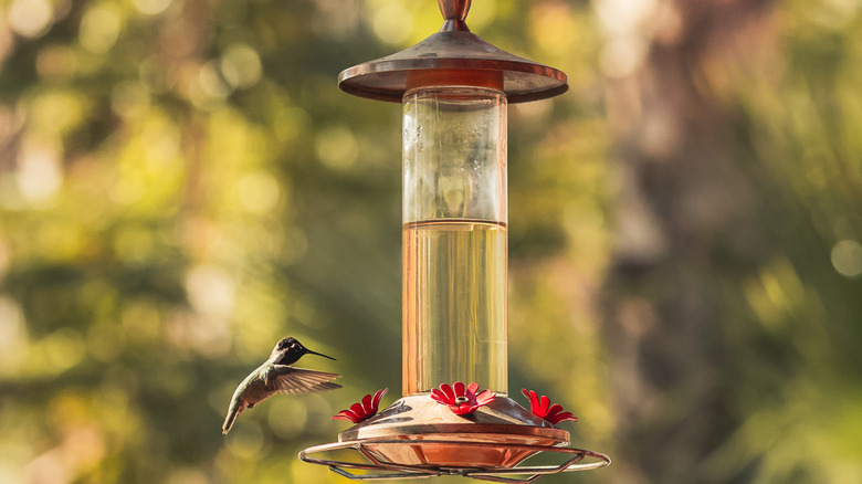 Hummingbird at feeder