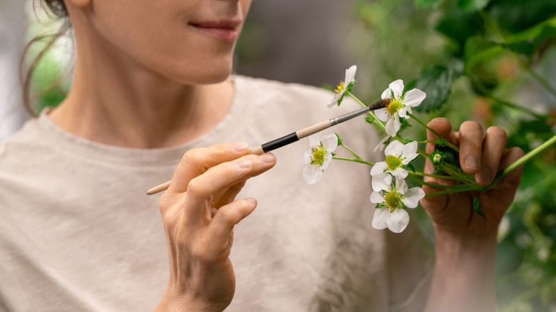 A woman hand pollinates strawberry blooms using a thin paintbrush.