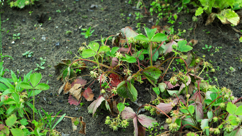 The Crucial Step Your Strawberry Plant Needs To Thrive
