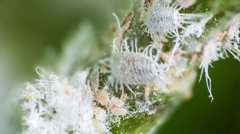 close up of mealybugs