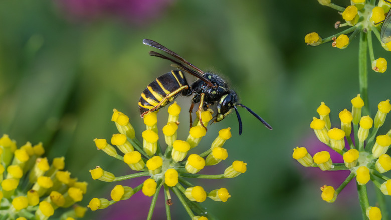 A yellowjacket wasp gathers pollen from flowers