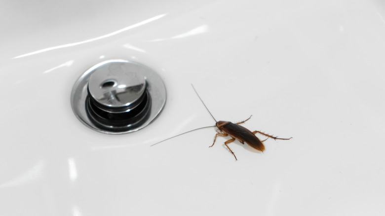 Cockroach near sink drain