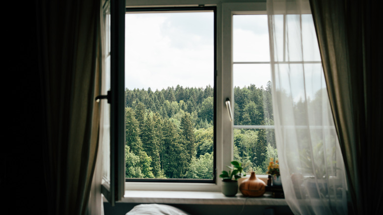 View of tree tops from a window with linen curtains