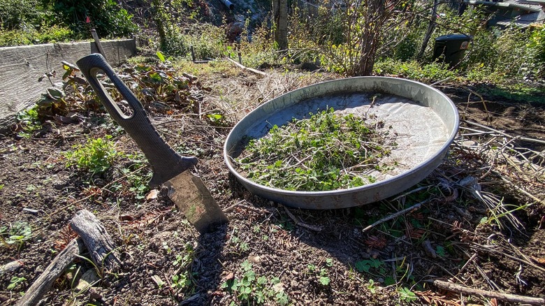 A metal trash can lid full of pulled oxalis sits on a garden bed with a weed knife stuck into it.