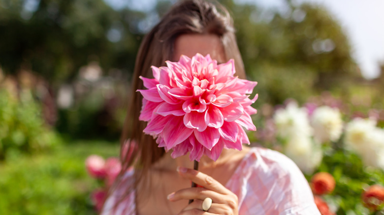Person holding a pink dinner plate dahlia in front of their face in a garden
