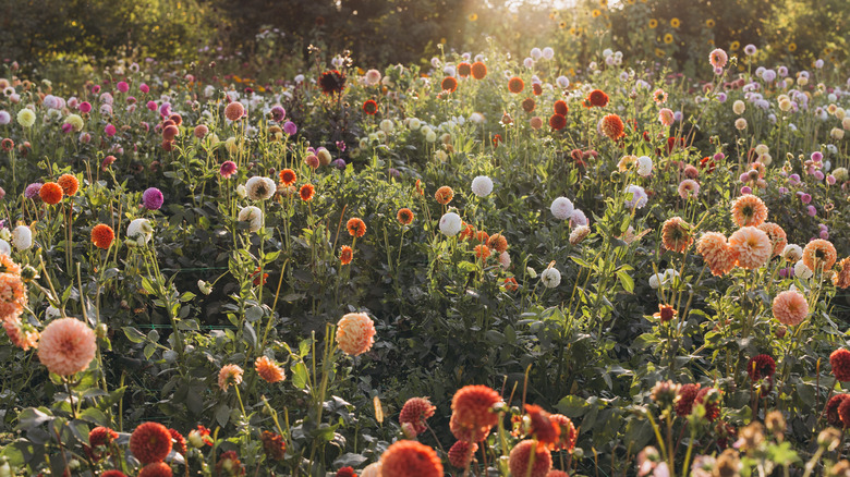 A variety of dahlia blooms in a flower garden