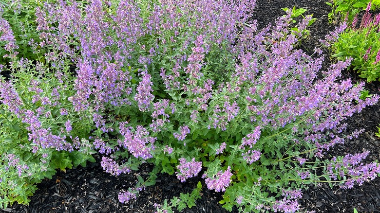 A blooming catnip plant growing in a mixed garden bed