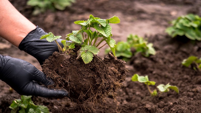 Gloved hands gently planting a strawberry plant in the soil