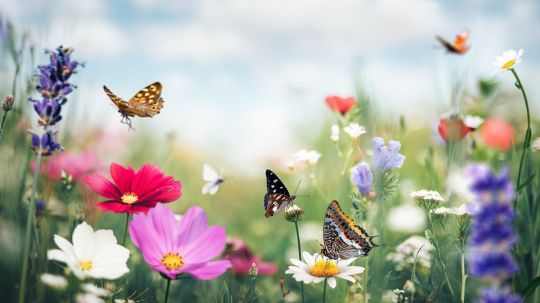 butterfly on gazania flower