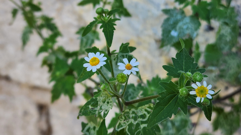 closeup of quickweed flowers growing and blooming