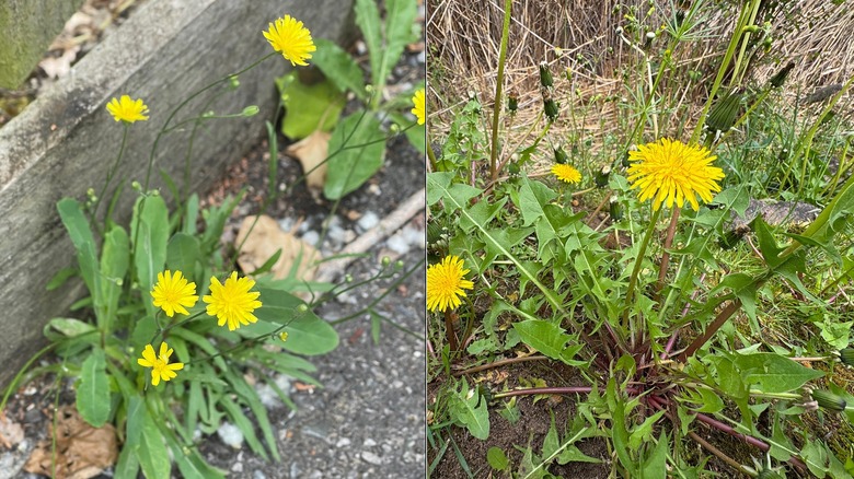 Split photo with cats ear on the left and dandelion on the right