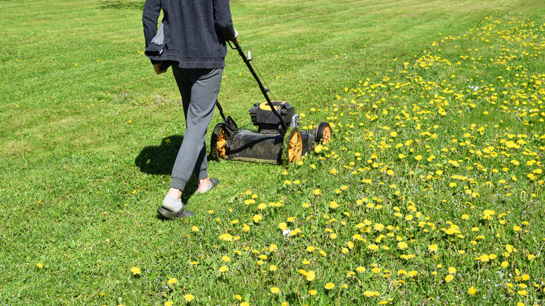 A gardener mowing the dandelions in the lawn