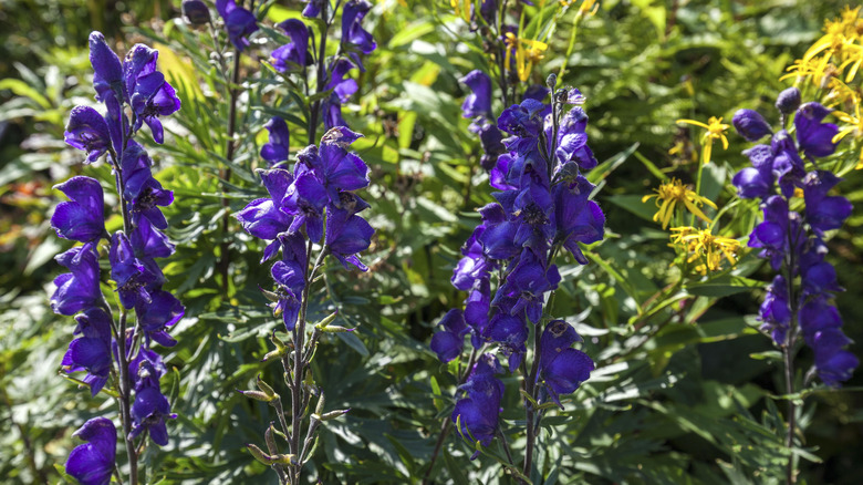 monkshood plants in a garden