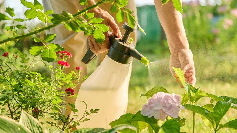 A person spraying weeds with herbicides