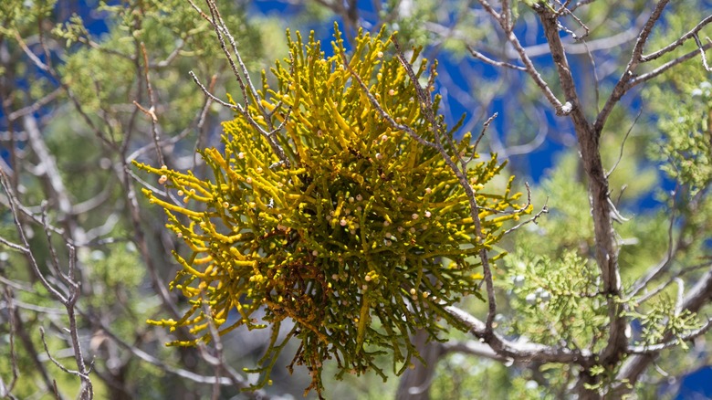 Mistletoe growing in a tree