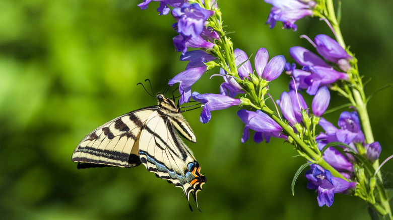 A swallowtail butterfly feeding from a Rocky Mountain penstemon flower