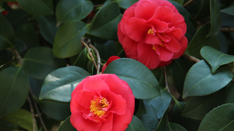 pink red camellias growing in a garden