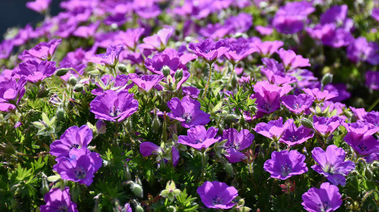 A close-up fp bloody cranesbill in full bloom