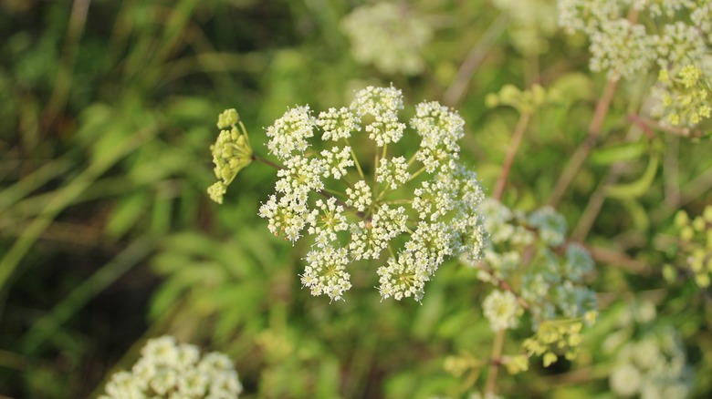White water hemlock blooms