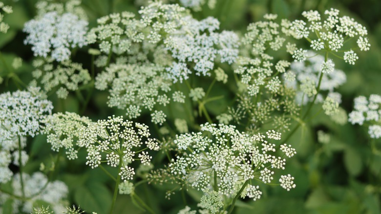 Masses of water hemlock with white inflorescences