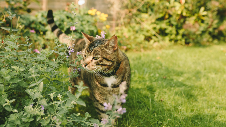 Tabby cat sniffs flowers in a yard