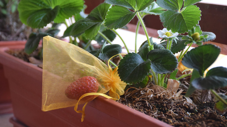 mesh drawstring bag over strawberry