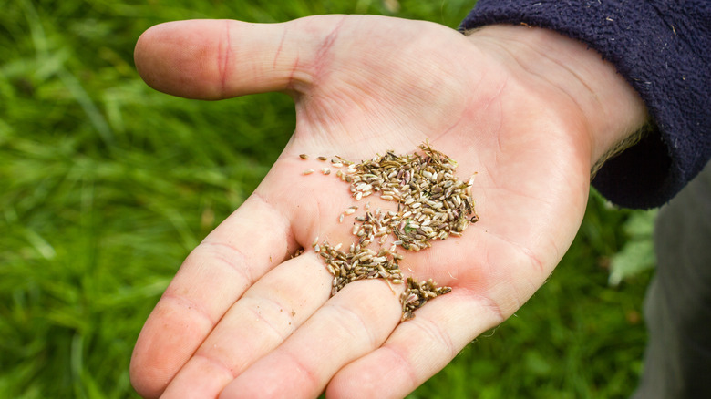 wildflower seeds in person's hand