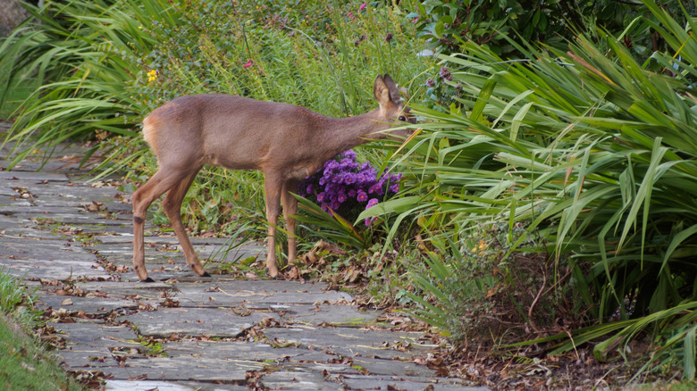 A deer with its head in garden plants while standing on a stone pathway.