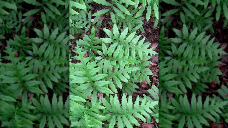netted chain ferns growing on ground