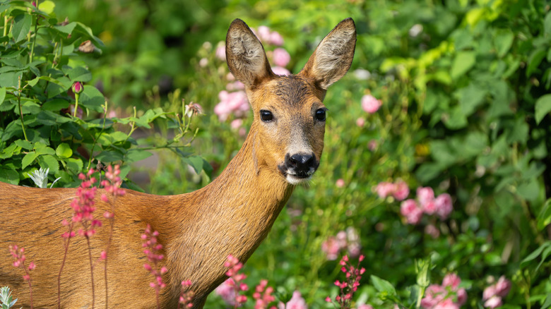 deer in yard surrounded by various plants