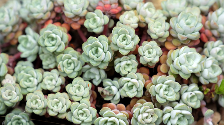 A closeup of broadleaf stonecrop growing in a garden