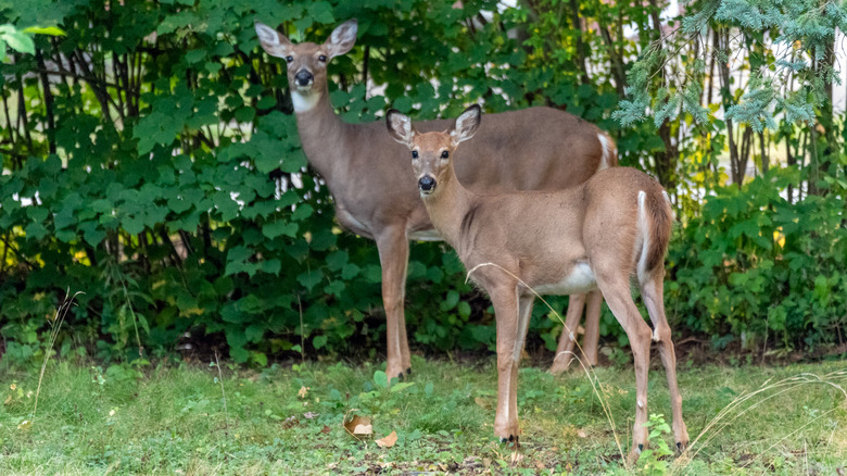 Two deer are in a suburban backyard
