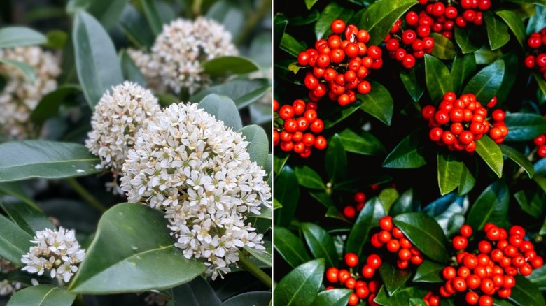 Closeups of Skimmia japonica with the blooms on the left and bright red berries on the right