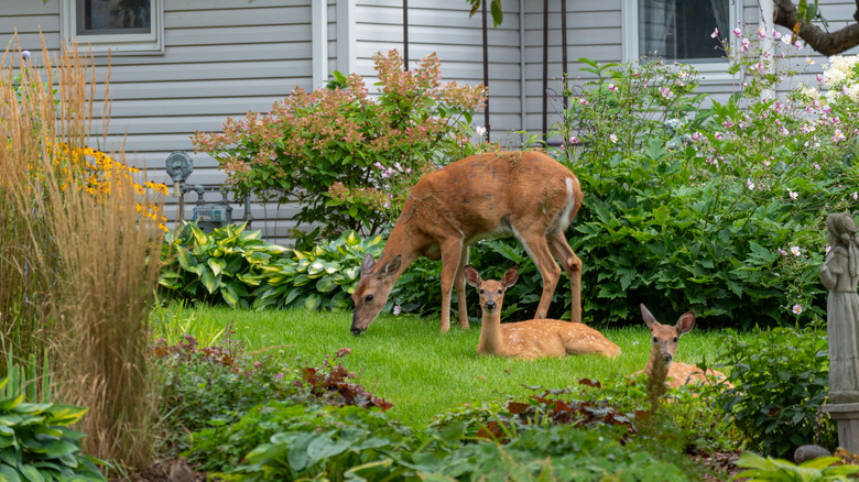 A deer and two fawns hanging out in the yard in front of a house.