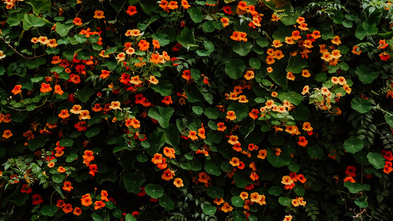 Nasturtium bush covered in flowers