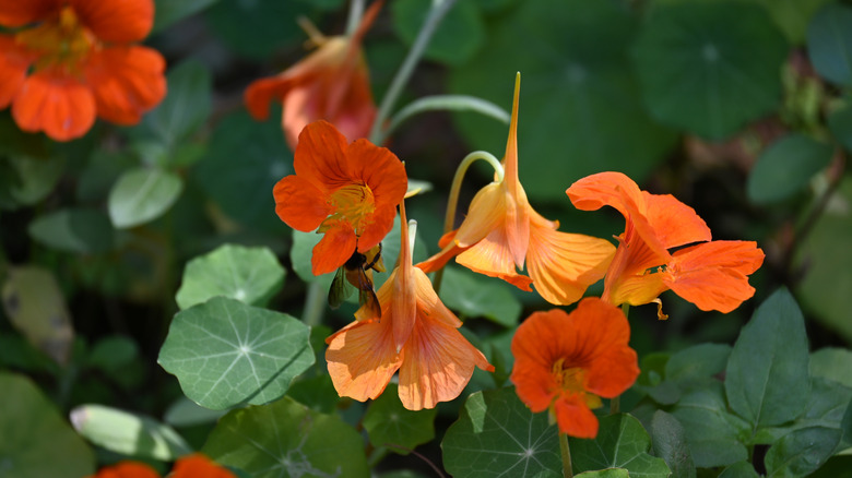 Nasturtiums in the garden