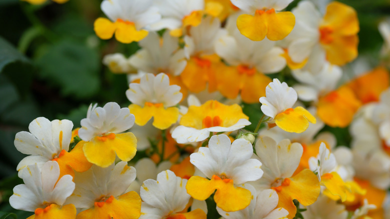 closeup on colorful nemesia hybrid in bloom