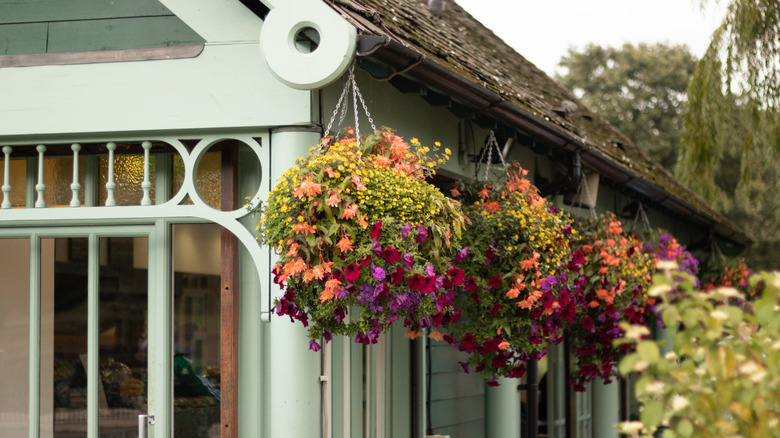 hanging baskets with various colorful flowers