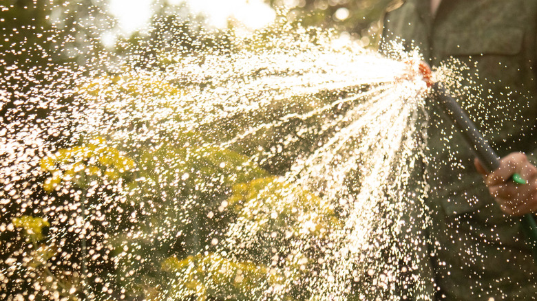 Person spraying water from a hose.