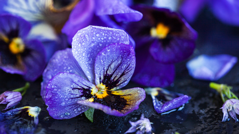Close up of purple pansy with water droplets on its petals.