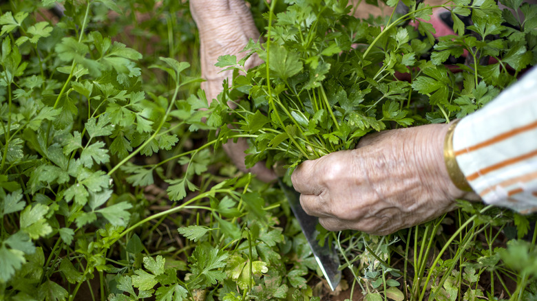 person picking parsley