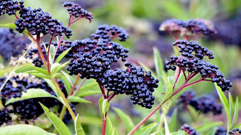Delicious elderberries reward gardeners who propagate this plant.