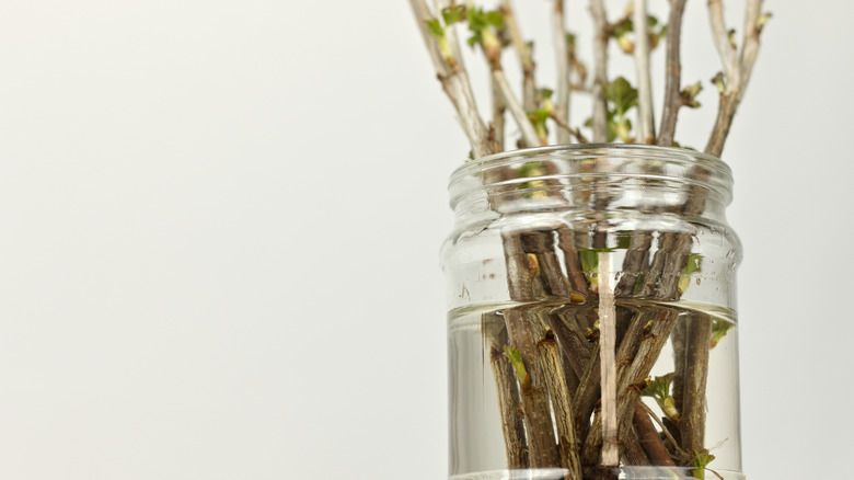 Elderberry hardwood cuttings staying moist before being placed in soil.