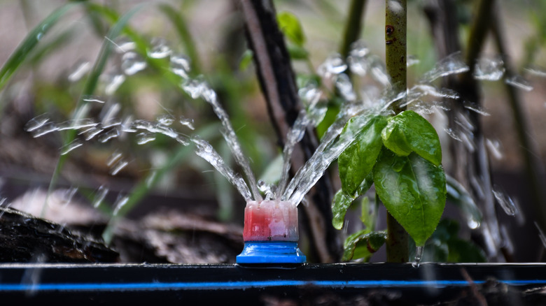 A blueberry bush in a plant pot with a drip irrigation sprinkler.
